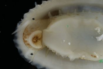 Media type: image;   Malacology 393853 Description: live specimen;
